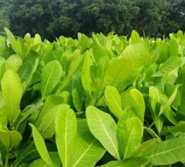 Các loại giống điều