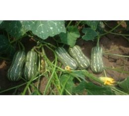 Giống bí đỏ hạt đậu trái dài Vino 989