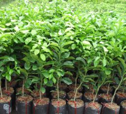 Giống bưởi các loại