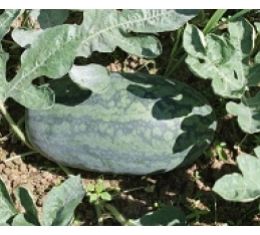 Giống dưa hấu Vino Super 606