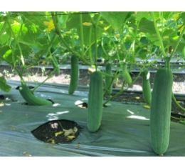 Giống dưa leo Vino 68