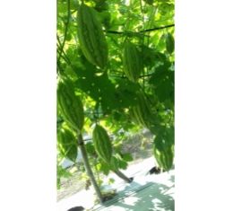 Giống khổ qua Vino 606