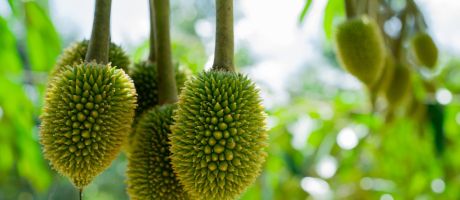 Giải pháp xử lý hiệu quả sầu riêng vừa đi đọt vừa đậu quả