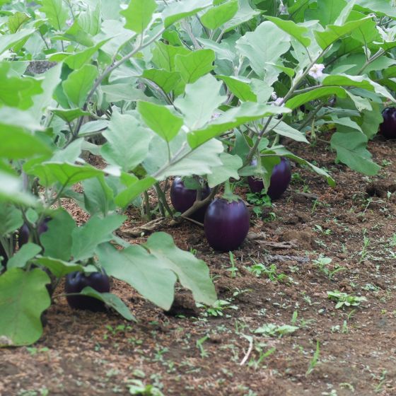 HỢP TÁC SẢN XUẤT NÔNG NGHIỆP